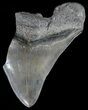 Partial, Serrated, Fossil Megalodon Tooth #53016-1